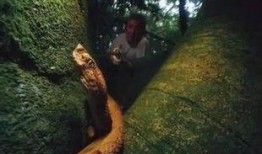 电影蛇岛在线观看,惊悚探险之旅